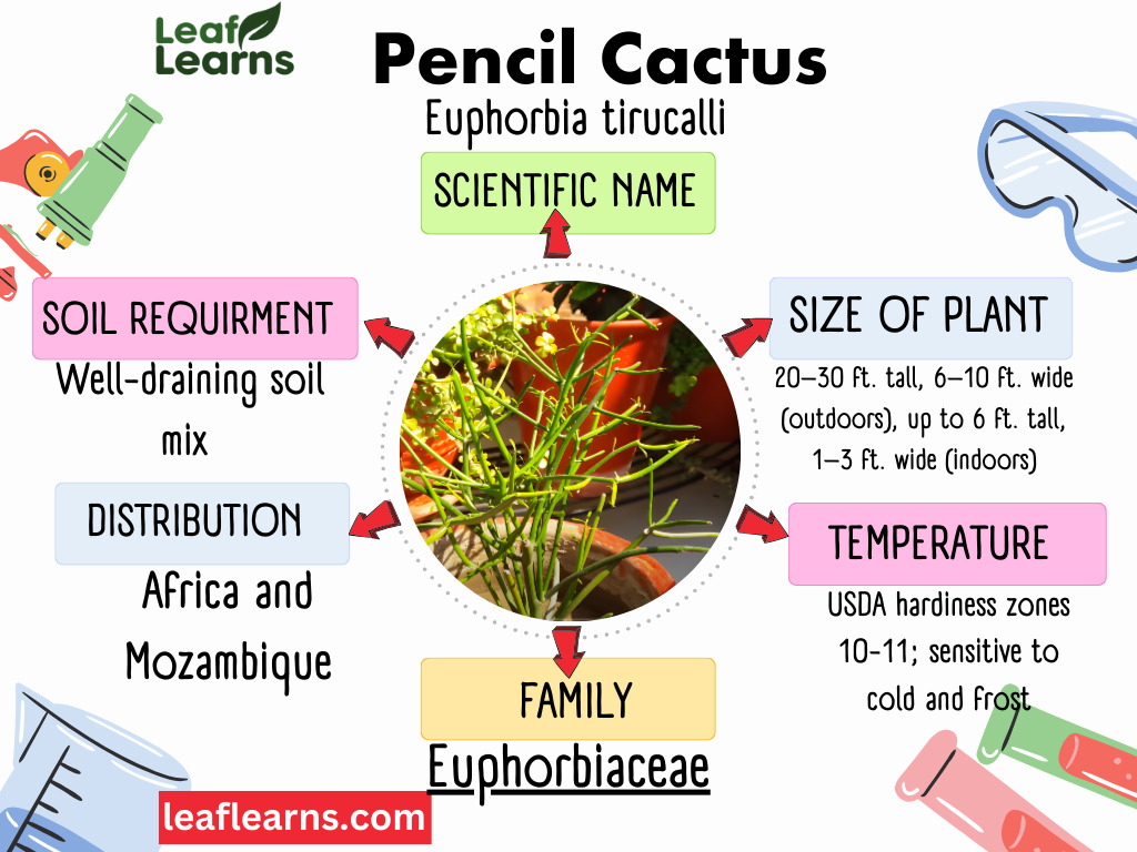 Pencil Cactus