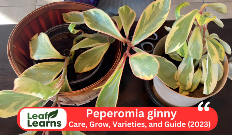 How to Care Peperomia ginny: Peperomia tricolor Grow (2023)