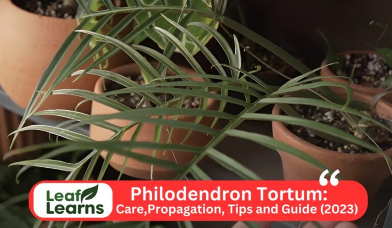 Philodendron Tortum: Care, Propagation, and Guide (2023)