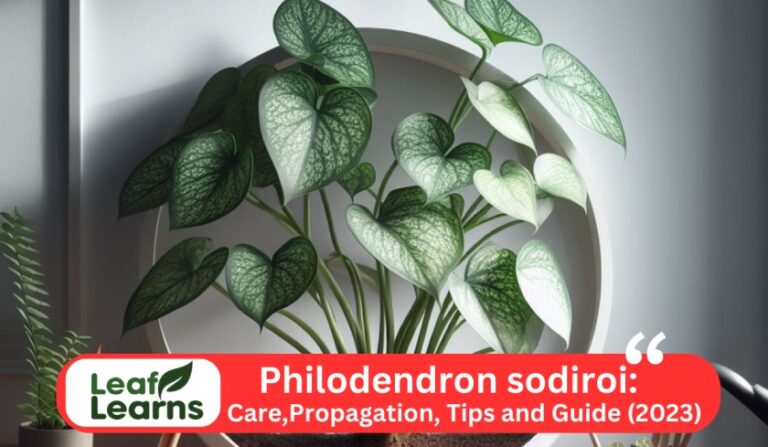 Philodendron sodiroi: Best Care, Propagation and Guide (2023)
