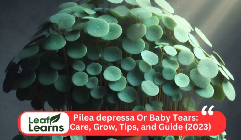 Pilea depressa or Baby Tears Care, Grow, and Guide (2023)
