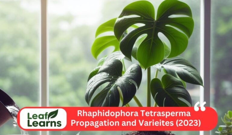 How to Propagate Rhaphidophora Tetrasperma: Monstera Minima