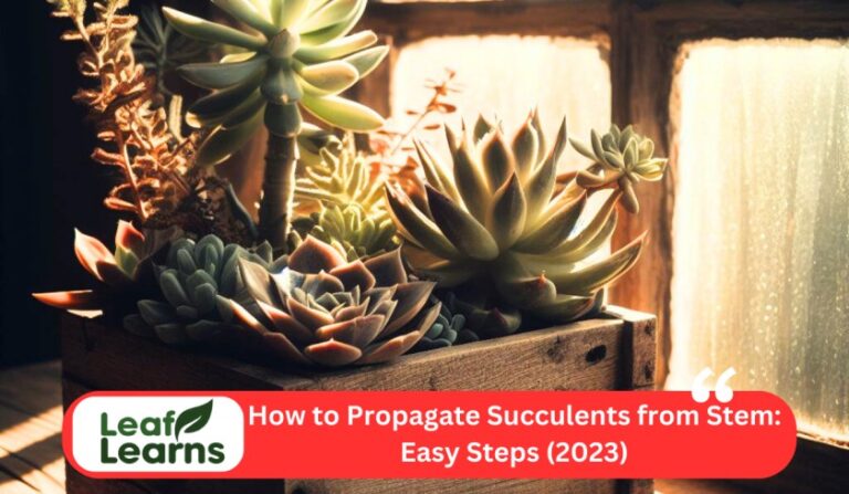 How to Propagate Succulents From Stem: Easy Steps (2023)