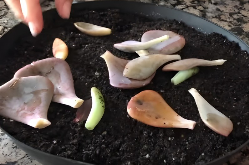 Propagate Succulents from leaves