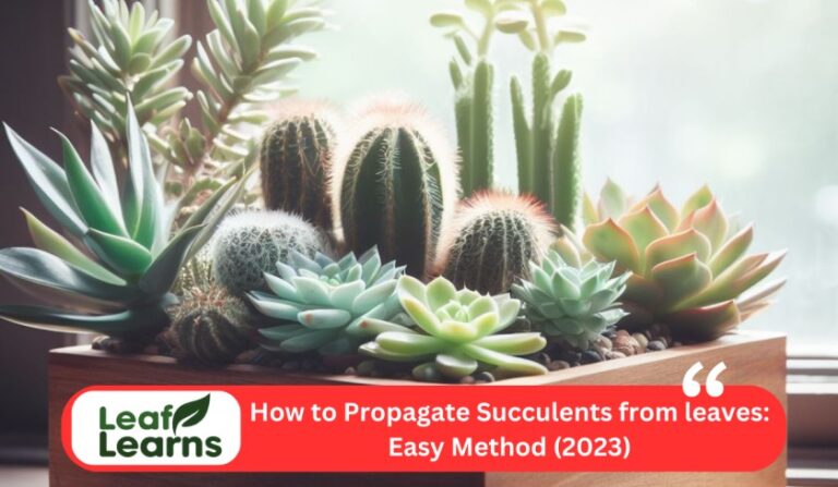How to Propagate Succulents from leaves: Easy Method (2023)