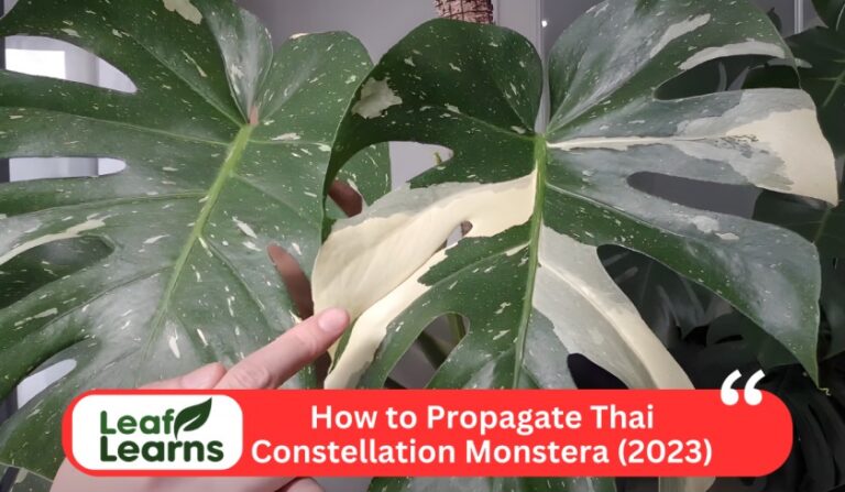 How to Grow or Propagate Thai Constellation Monstera (2023)
