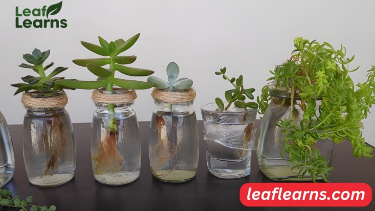 Propagate succulents in water