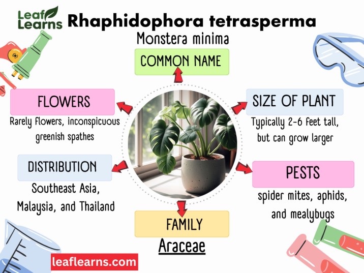 Rhaphidophora tetrasperma