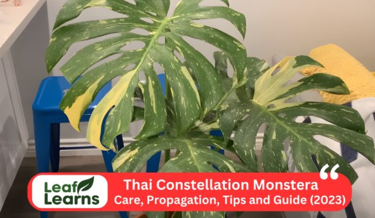 Thai Constellation Monstera Care and Propagation (2023)