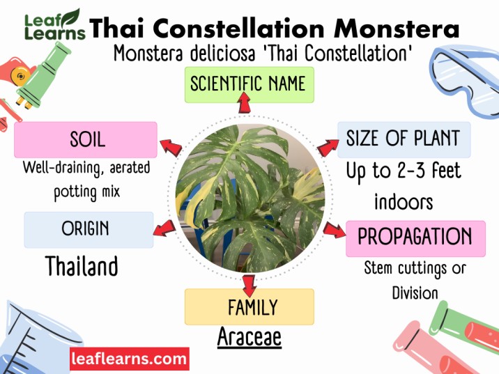 Thai Constellation Monstera