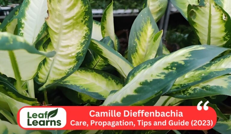 Camille Dieffenbachia or Dumb Cane Care and Grow (2023)