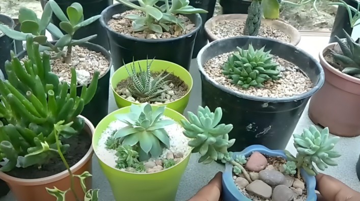 care for succulents