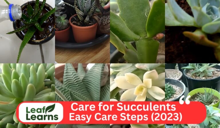 How to Care for Succulents: Easy Steps (2023)