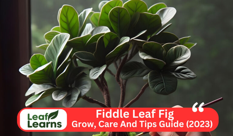 How to Grow and Care for Fiddle Leaf Fig: Tips and Guide (2023)