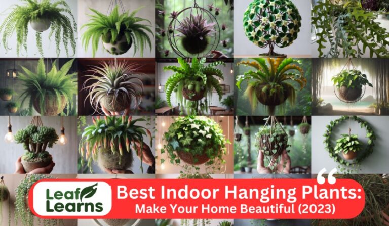 27 Best Indoor Hanging Plants: Make Your Home Beautiful