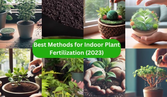 Best Methods for Indoor Plant Fertilization (2023)