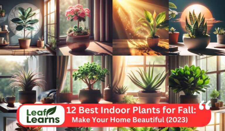 12 Best Indoor Plants for Fall: Make Your Home Beautiful (2023)