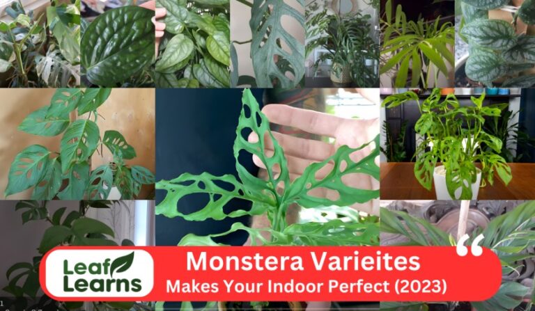 Important Monstera Varieties: Makes Your Indoor Perfect (2023)