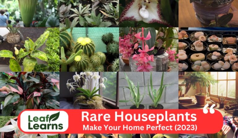 17 Most Wanted Rare Houseplants Make Your Home Good (2023)