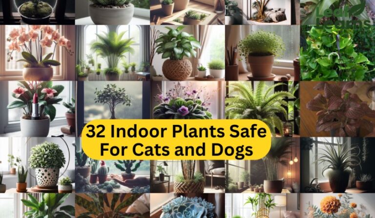 32 Indoor Plants Safe For Cats and Dogs