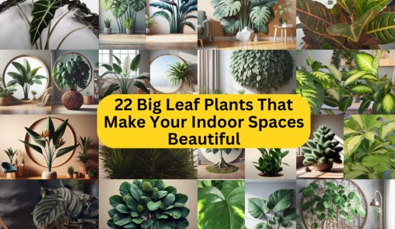 22 Big Leaf Plants That Make Your Indoor Spaces Beautiful
