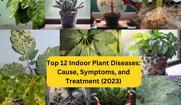 Top 12 Indoor Plant Diseases: Cause, and Treatment (2023)