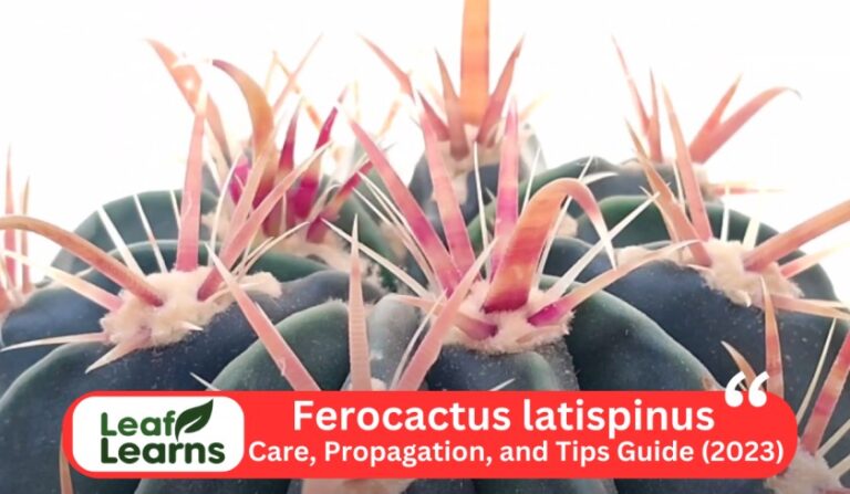 Ferocactus latispinus Care, Propagation and Tips Guide (2023)