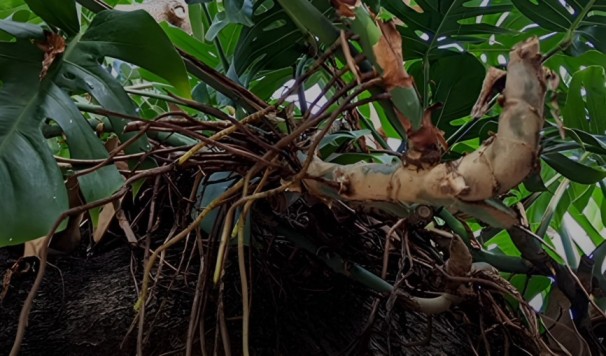 Monstera Aerial Roots