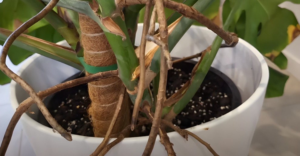 Monstera Aerial Roots