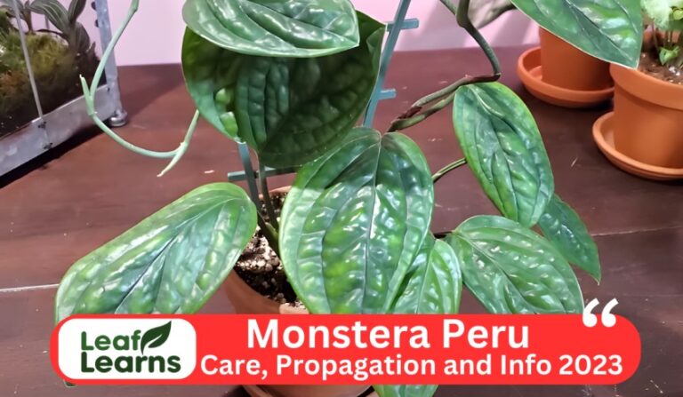 Monstera Peru & Monstera Karstenianum Care and Grow (2023)
