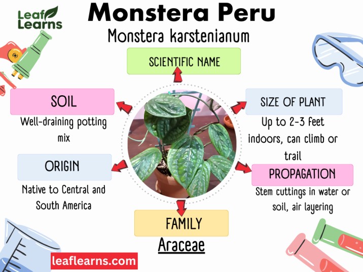 Monstera Peru