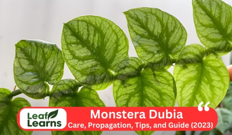 How to Care and Grow Monstera dubia: Problems Guide (2023)