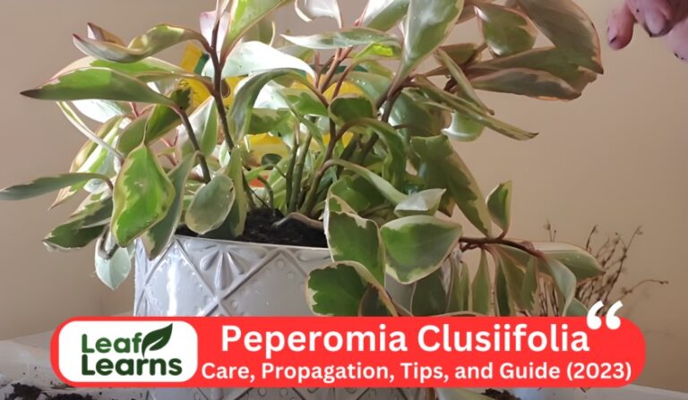 Peperomia Clusiifolia Care, Propagation, Tips, and Guide (2023)