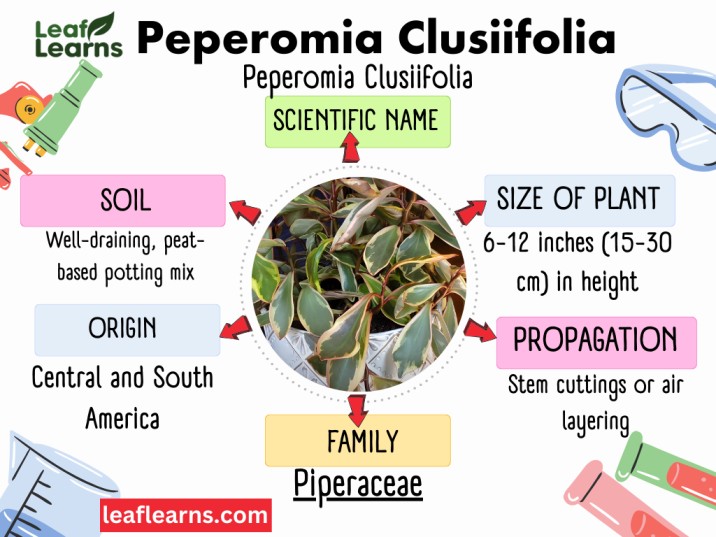 Peperomia Clusiifolia