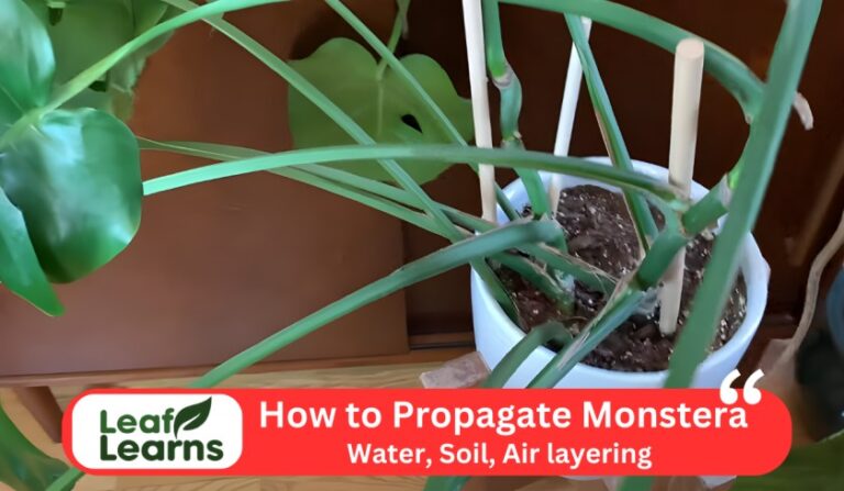 How to Propagate Monstera by Water, Soil, and Air layering (2023)