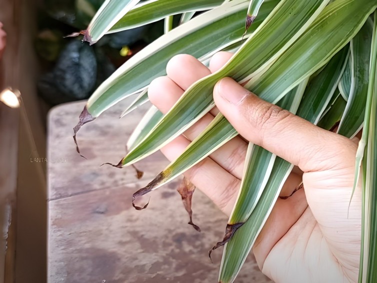 Spider Plant Dying