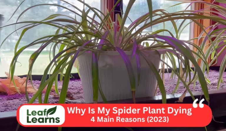 4 Main Reasons Why Is My Spider Plant Dying (2023)