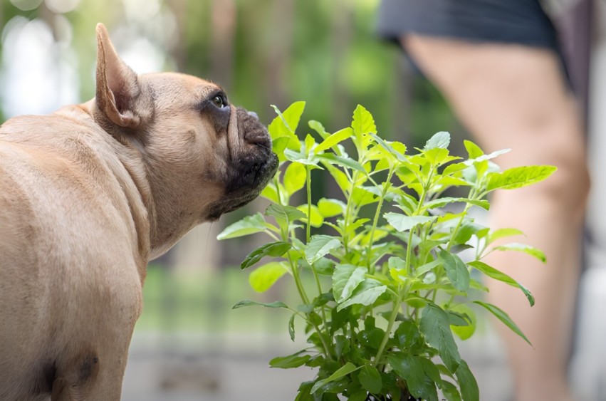 are monstera toxic to cats and dogs
