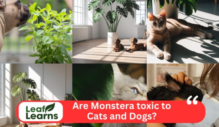 Plants and Pet Safety: Are Monstera Toxic to Cats and Dogs?