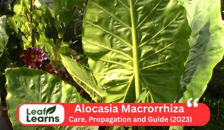 Alocasia Macrorrhiza ‘Giant Taro’ Care and Grow (2023)