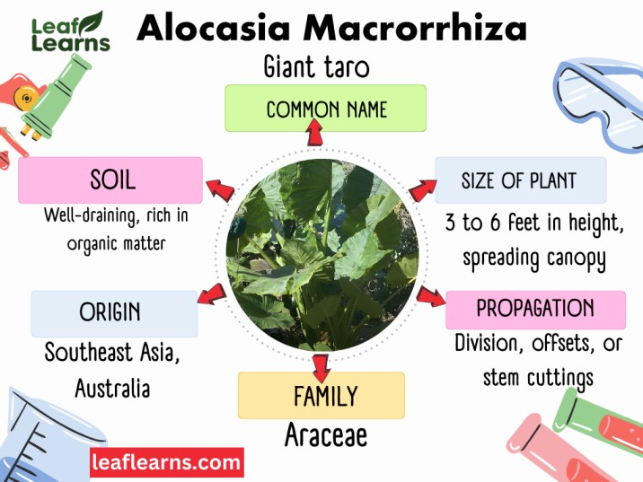 Alocasia Macrorrhiza