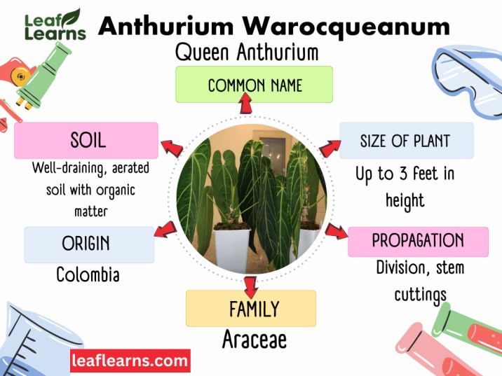 Anthurium Warocqueanum