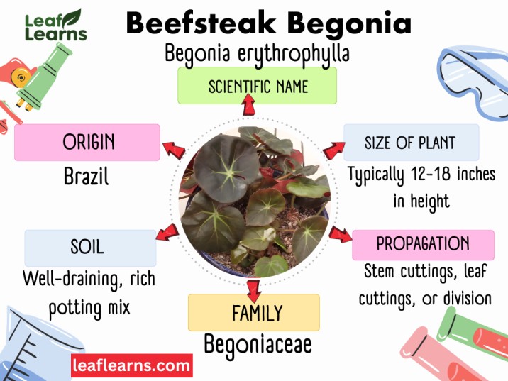 Beefsteak Begonia