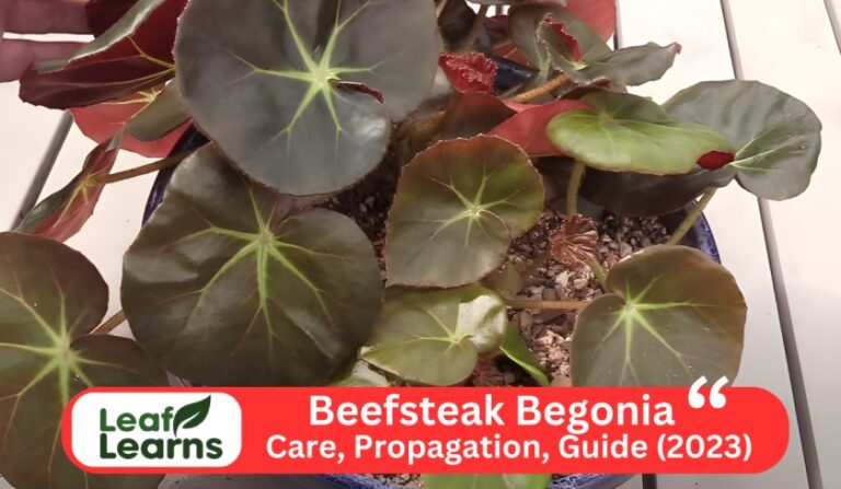 Beefsteak Begonia | Begonia erythrophylla Care Guide (2023)