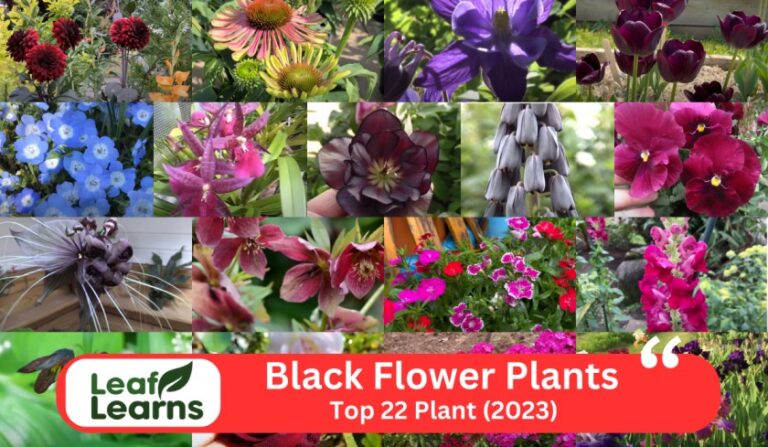 Top 22 Black Flower Plants for Your Garden (2023)