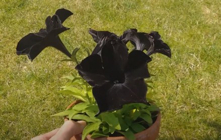 Black Flower Plants