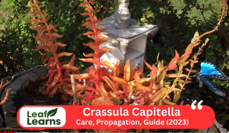 Crassula Capitella ‘Crassula Campfire’ Care and Grow (2023)