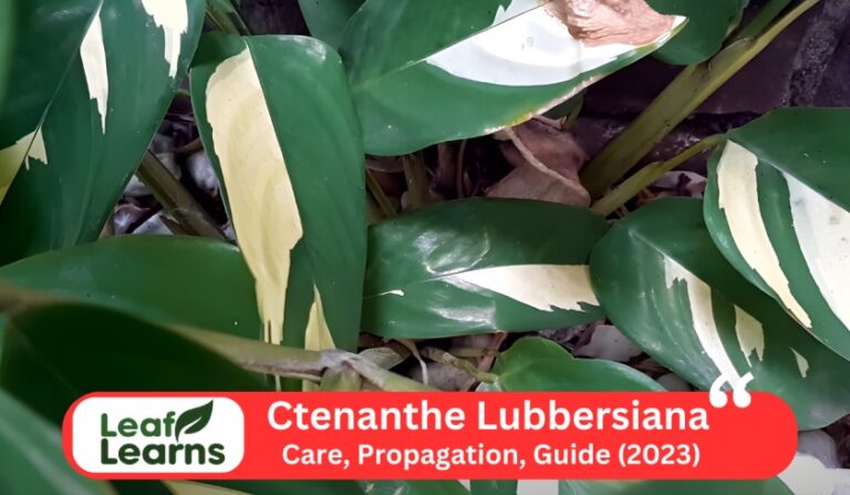Ctenanthe Lubbersiana ‘Bamburanta’ Care and Grow (2023)