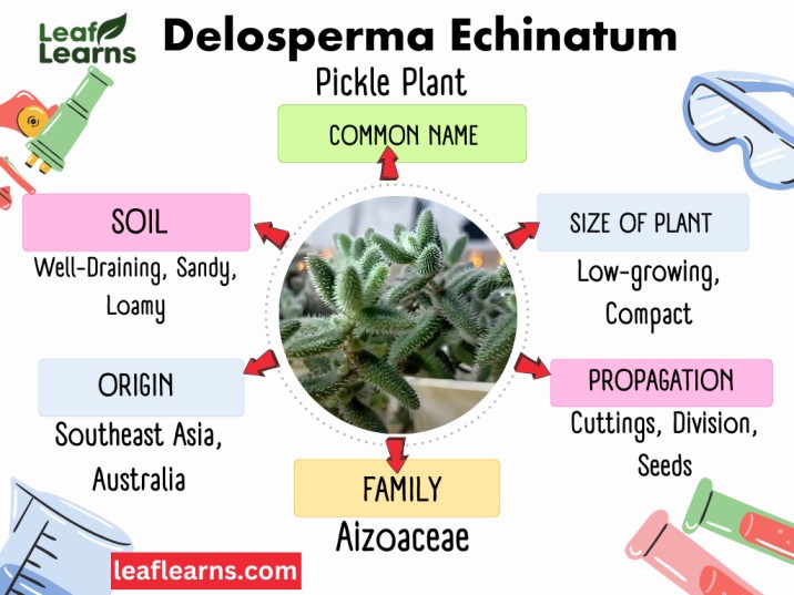 Delosperma Echinatum
