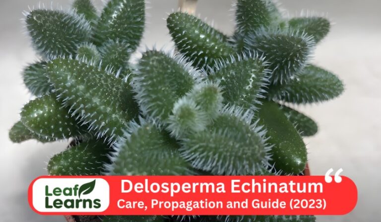 Delosperma Echinatum | Pickle Plant Care and Grow (2023)